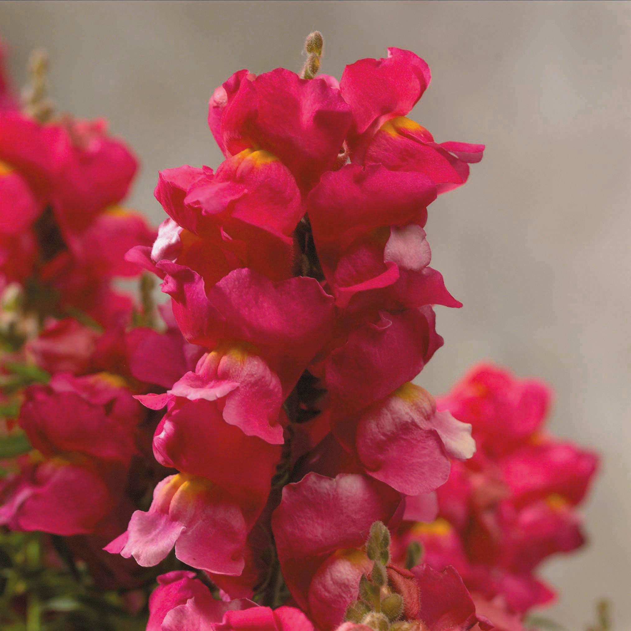 Rose Floral Showers, (F1) Snapdragon Seeds Urban Farmer